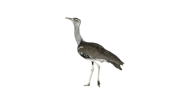 Houbara Bustard Feeds