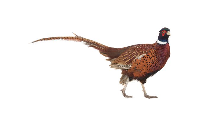 Pheasant Feeds