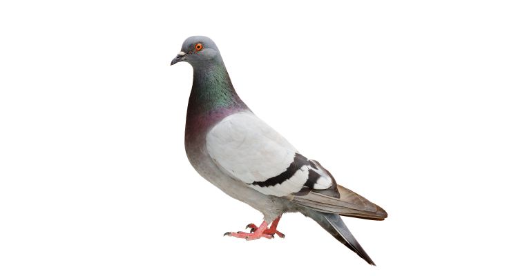 Pigeon Feeds