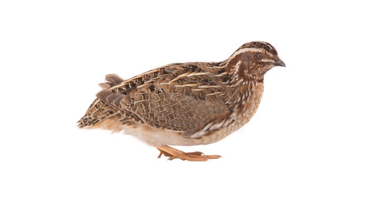 Quail Feeds