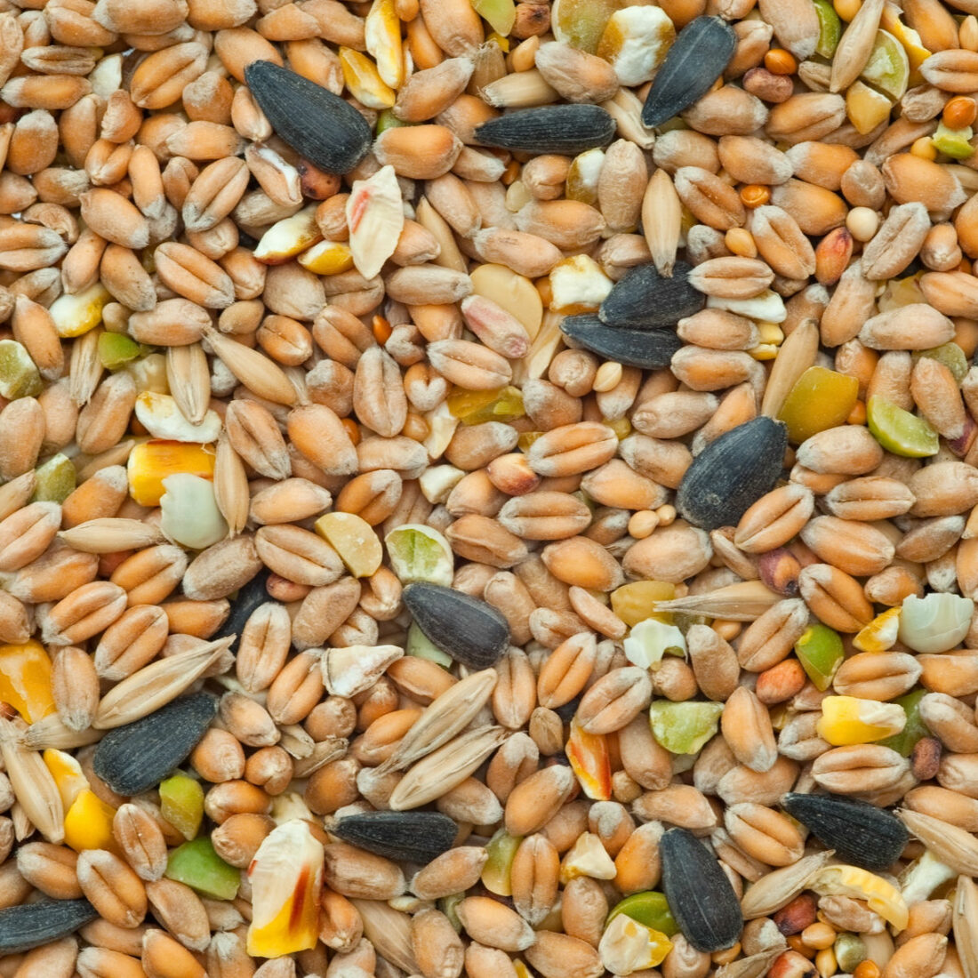 Mixed Grain National Feed and Flour